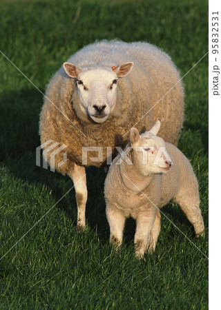 sheep on field 95832531