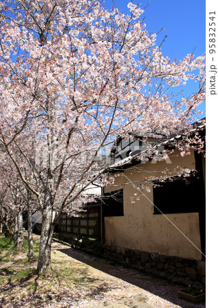 筑前の小京都「秋月」　満開の桜と新緑の緑に彩られた町並み 95832541