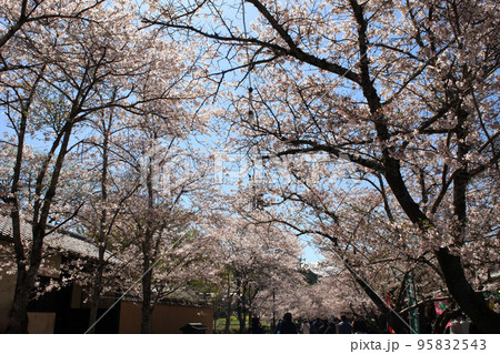 筑前の小京都「秋月」　満開の桜と新緑の緑に彩られた町並み 95832543