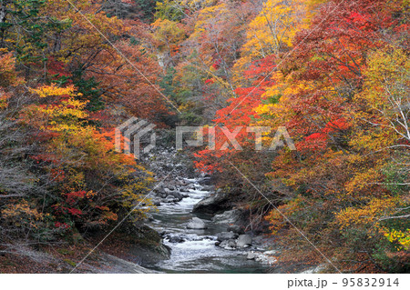 北海道白老町、紅葉した木々の間を流れる白老川【10月】 北海道白老町、紅葉した木々の間を流れる白老川【10月】 95832914