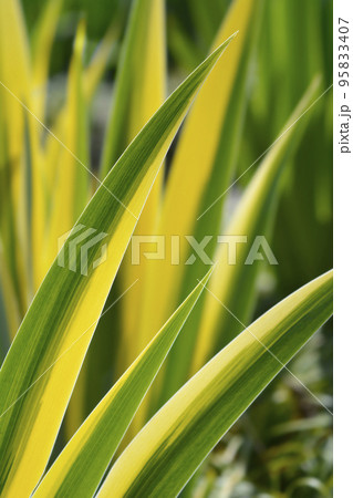 Variegated Dalmatian Iris 95833407