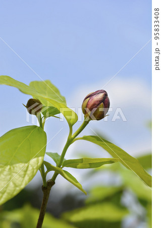 Aphrodite Sweetshrub 95833408