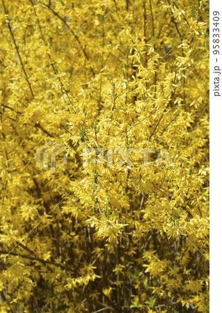 Weeping forsythia 95833409
