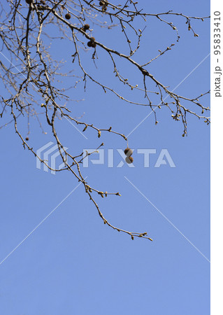 London plane 95833410