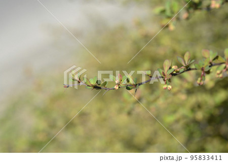 Japanese barberry 95833411