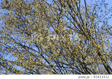 Hornbeam Fastiegata 95833412