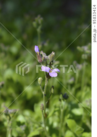 Purple rock cress 95833414