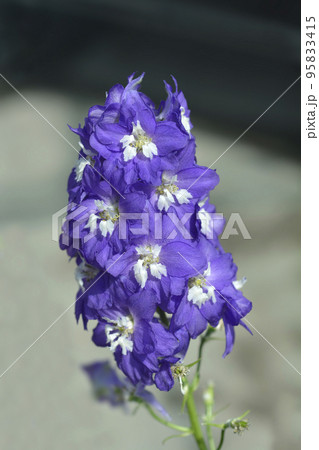 Delphinium Magic Fountain Blue 95833415