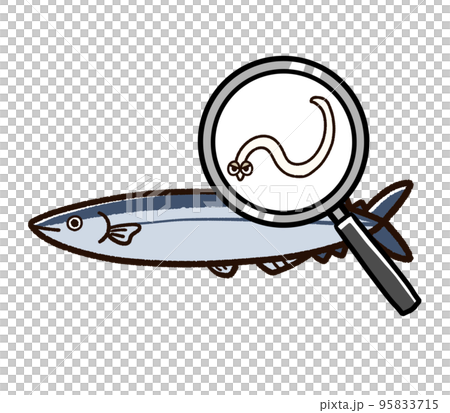 異尖線蟲寄生的太平洋秋刀魚 異尖線蟲寄生的太平洋秋刀魚 95833715