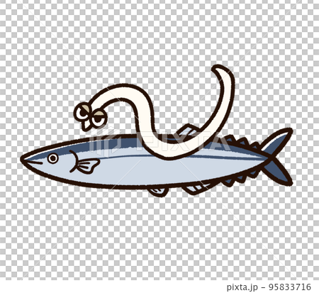 異尖線蟲寄生的太平洋秋刀魚 95833716