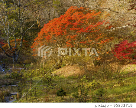 神戸・六甲高山植物園の紅葉 / Kobe, Japan 95833719