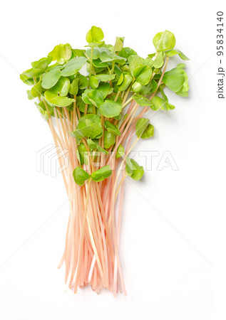 Bunch of common buckwheat microgreens. Ready-to-eat fresh sprouts, green seedlings, young plants and shoots of Fagopyrum esculentum, used as garnish or in salads. Close up, from above, food photo. 95834140