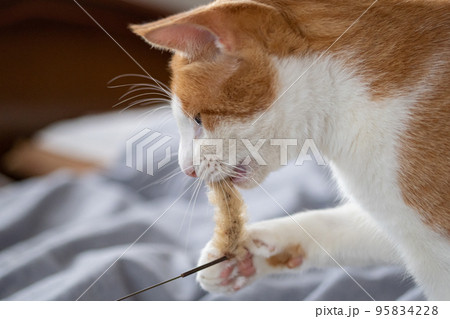 猫じゃらしで遊ぶ猫　茶トラ白 95834228