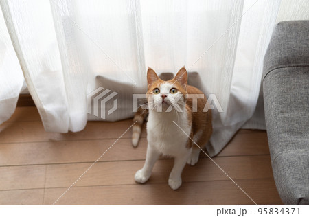 見上げる猫　茶トラ白 95834371