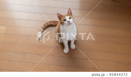 見上げる猫　茶トラ白 95834372