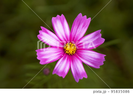 コスモスの花びらの正面からの撮影 コスモスの花びらの正面からの撮影 95835086