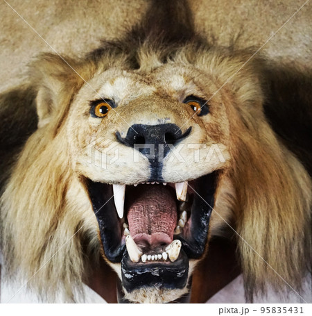 stuffed lion head stuffed lion head 95835431
