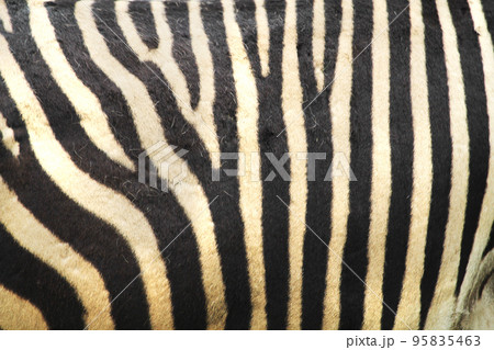 zebra skin texture 95835463