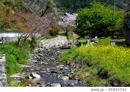 筑前の小京都「秋月」 満開の桜と新緑の緑に彩られた町並み 筑前の小京都「秋月」 満開の桜と新緑の緑に彩られた町並み 95835591