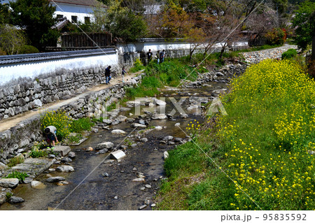 筑前の小京都「秋月」　満開の桜と新緑の緑に彩られた町並み 95835592