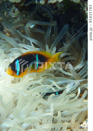 orange clown fish orange clown fish 95835765