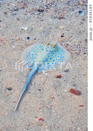 Bluespotted ribbontail ray 95836184