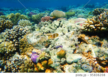 coral reef in Red Sea 95836208