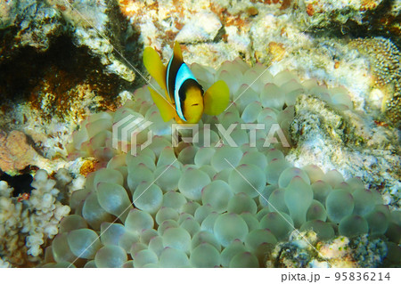 orange clown fish orange clown fish 95836214