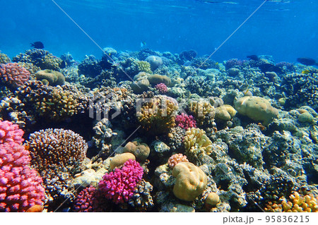 coral reef in Red Sea coral reef in Red Sea 95836215