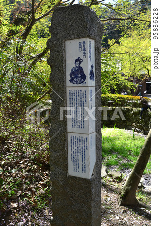 筑前の小京都「秋月」 満開の桜と新緑の緑に彩られた町並み 筑前の小京都「秋月」 満開の桜と新緑の緑に彩られた町並み 95836228