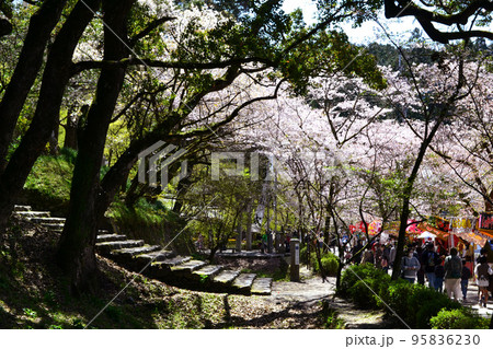 筑前の小京都「秋月」 満開の桜と新緑の緑に彩られた町並み 筑前の小京都「秋月」 満開の桜と新緑の緑に彩られた町並み 95836230
