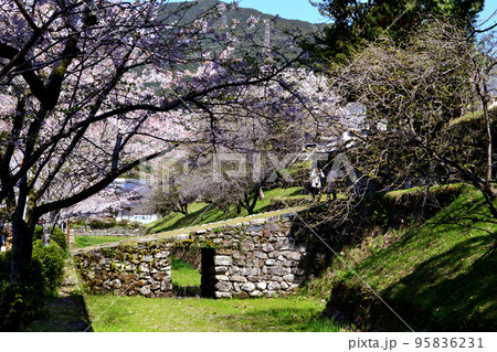 筑前の小京都「秋月」 満開の桜と新緑の緑に彩られた町並み 筑前の小京都「秋月」 満開の桜と新緑の緑に彩られた町並み 95836231