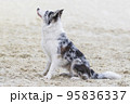 Australian Shepherd. Aussie dog on white sand. Portrait beautiful thoroughbred Shepherd dog outdoors close up. The puppy sits in profile. Training for obedience. No people. Summer day 95836337