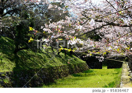 筑前の小京都「秋月」 満開の桜と新緑の緑に彩られた町並み 筑前の小京都「秋月」 満開の桜と新緑の緑に彩られた町並み 95836467