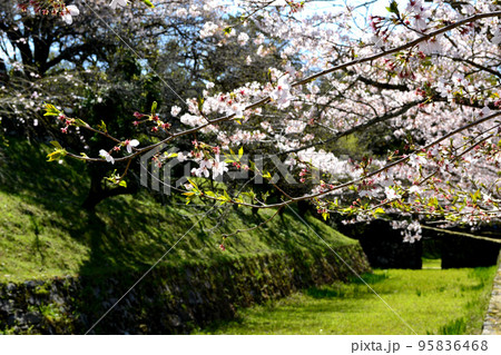 筑前の小京都「秋月」 満開の桜と新緑の緑に彩られた町並み 筑前の小京都「秋月」 満開の桜と新緑の緑に彩られた町並み 95836468