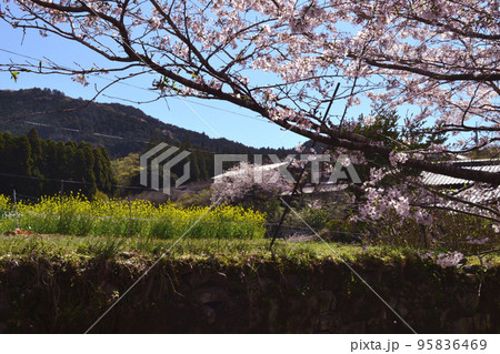 筑前の小京都「秋月」 満開の桜と新緑の緑に彩られた町並み 筑前の小京都「秋月」 満開の桜と新緑の緑に彩られた町並み 95836469