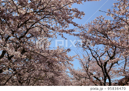 筑前の小京都「秋月」 満開の桜と新緑の緑に彩られた町並み 筑前の小京都「秋月」 満開の桜と新緑の緑に彩られた町並み 95836470