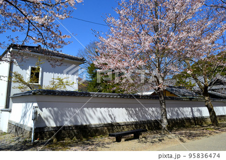 筑前の小京都「秋月」　満開の桜と新緑の緑に彩られた町並み 95836474