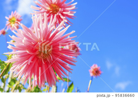 馬見丘陵公園　満開のダリア園 95836660