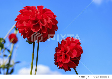 馬見丘陵公園　満開のダリア園 95836661