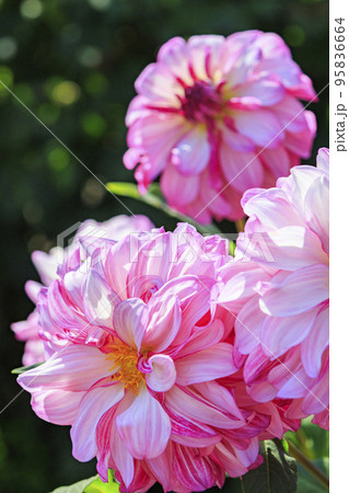 馬見丘陵公園　満開のダリア園 95836664