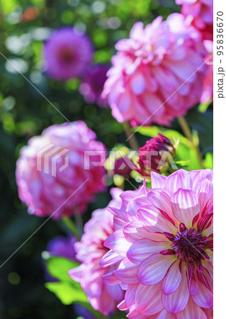 馬見丘陵公園　満開のダリア園 95836670