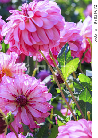 馬見丘陵公園　満開のダリア園 95836672