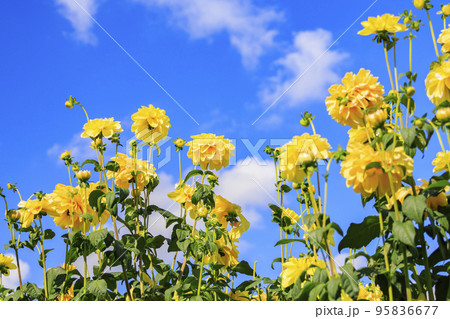 馬見丘陵公園　満開のダリア園 95836677