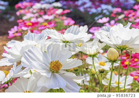 馬見丘陵公園　　満開のコスモスと秋の花々 95836723