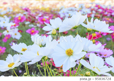 馬見丘陵公園　　満開のコスモスと秋の花々 95836728