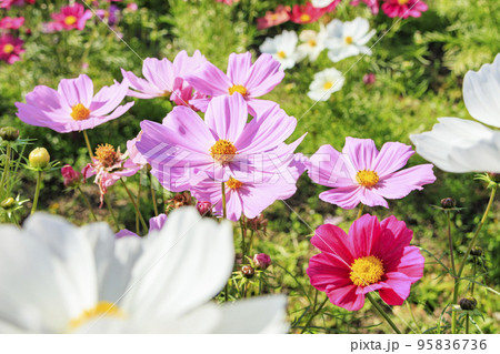 馬見丘陵公園 満開のコスモスと秋の花々 馬見丘陵公園 満開のコスモスと秋の花々 95836736