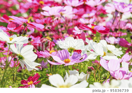 馬見丘陵公園　　満開のコスモスと秋の花々 95836739