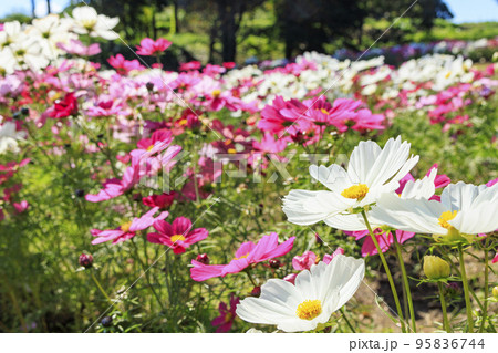 馬見丘陵公園 満開のコスモスと秋の花々 馬見丘陵公園 満開のコスモスと秋の花々 95836744