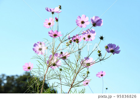 コスモス(秋桜) コスモス(秋桜) 95836826